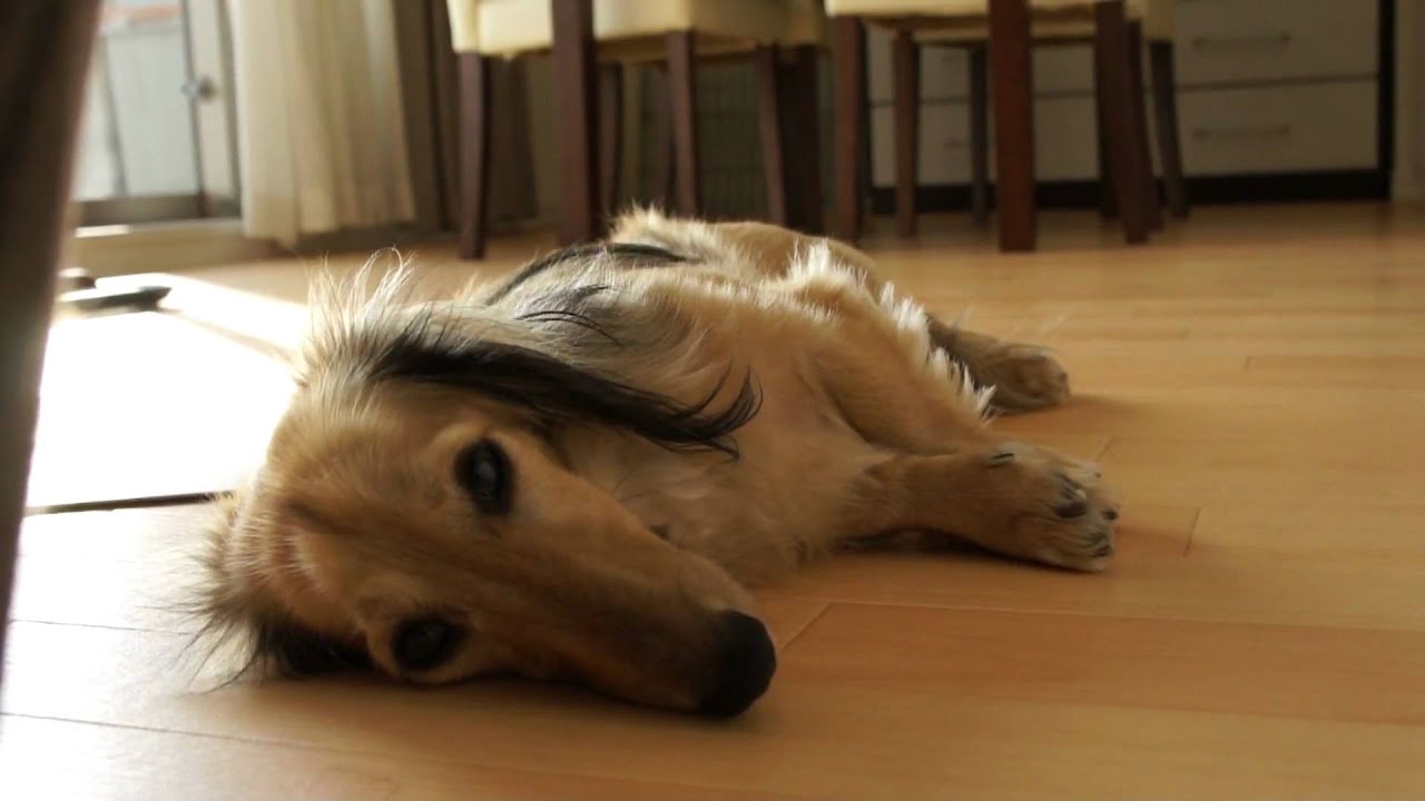 眠たいミニチュアダックスフント Sony Nex 5で撮影 Youtube