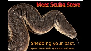 Meet SCUBA Steve!  Elephant Trunk Snake setup at startup!