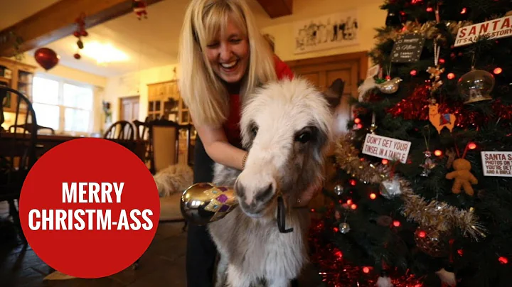 Baby donkey spending first Christmas in family home