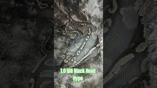 1.0 GHI Black Head Hypo #ghi #black #head #hypo #gotta #have #it #blackhead #cute #cutebaby #snake