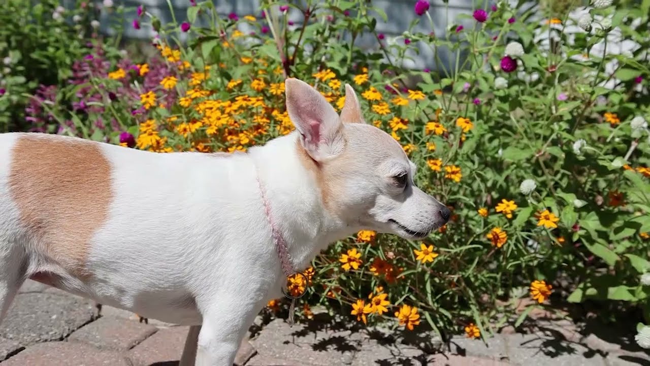 Garden Snippets September 7 2025