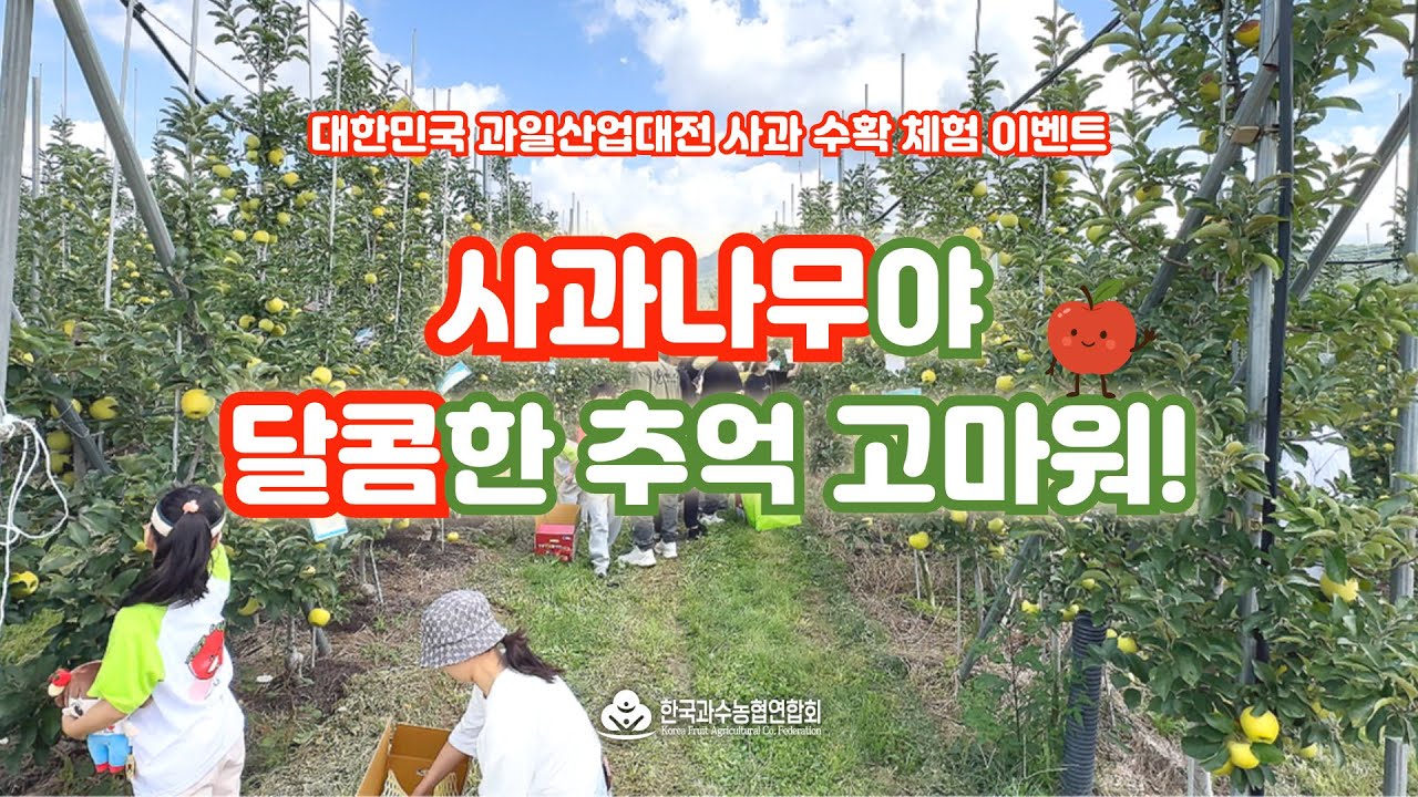 사과 수확 체험 - 대한민국과일산업대전 이벤트 (경상북도 청송군 심부자농원) #한국과수농협연합회 #우리과일홍보단 #심부자농원 #청송사과