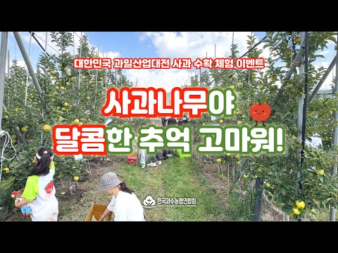 사과 수확 체험 - 대한민국과일산업대전 이벤트 (경상북도 청송군 심부자농원) #한국과수농협연합회 #우리과일홍보단 #심부자농원 #청송사과