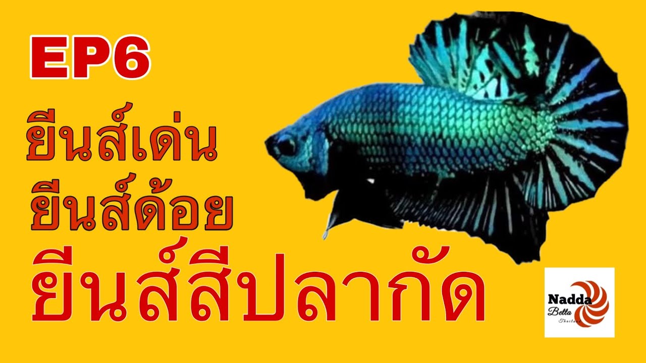 ยีนส์เด่น ยีนส์ด้อย ยีนส์สีปลากัด