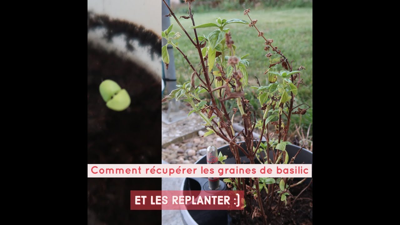 Grainothèque]: refaire ses graines de basilic