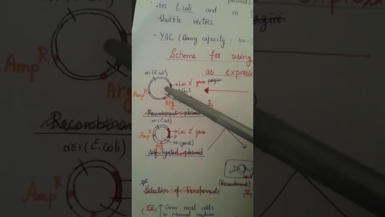 Yeast Cloning Vectors PART 4