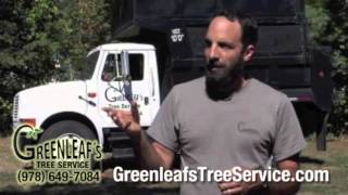 Tree Consultation Massachusetts | Removal & Pruning
