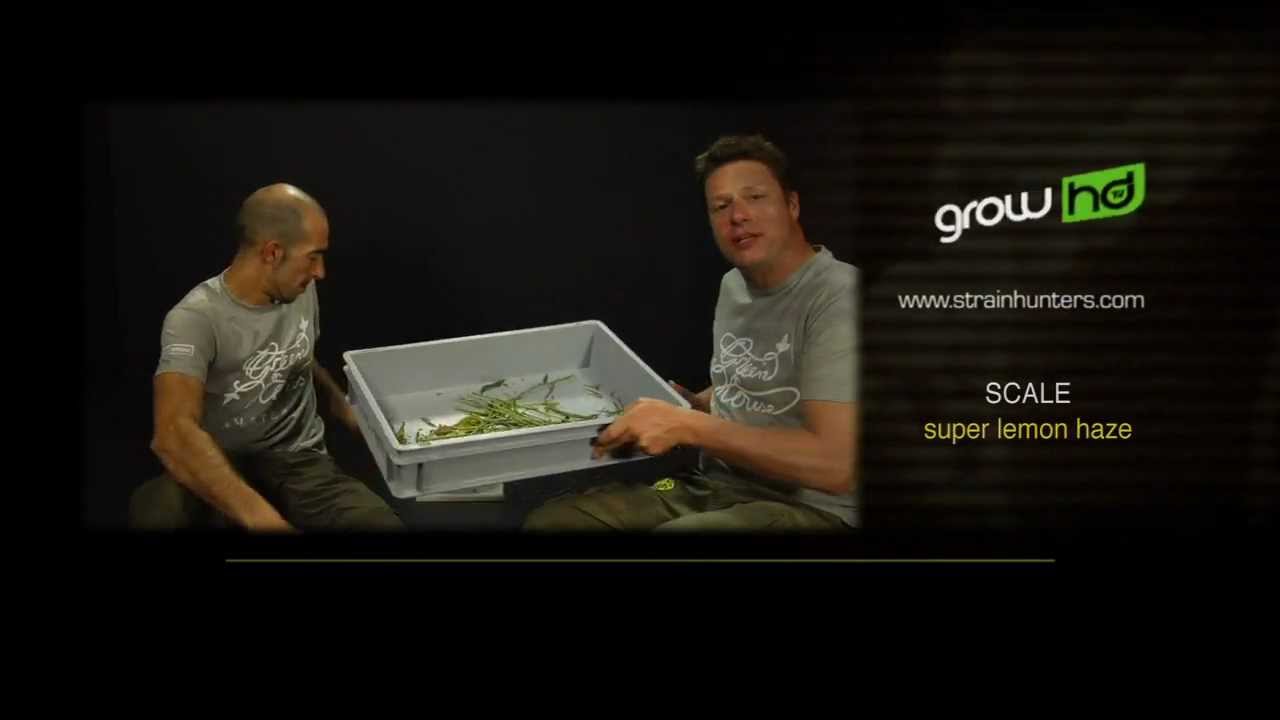 Super Lemon Haze - Green House Grow Sessions