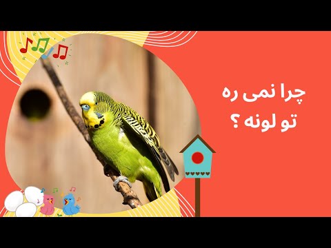 چرا مرغ عشق به لانه نمی رود