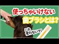 犬の歯ブラシ 選び方３つのポイント