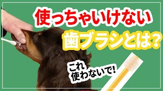 犬の歯ブラシ 選び方３つのポイント