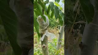 Grafted Walnut Plant Already Producing Walnuts!