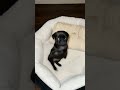 Pibble showing off his new bed