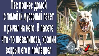 Пес Принес С Помойки Мусорный Пакет, В Котором Что-То Шевелилось. Хозяин Вскрыл Его И Побледнел