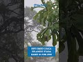 INFO BMKG CUACA SULAWESI UTARA KAMIS 18 JUNI 2026