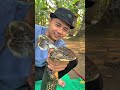 GANTIIN BAJU SIWA KING COBRA EDISI PERINGATAN HARI MERDEKA #kingcobra #dirgahayuindonesia #snake