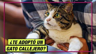 ¿QUÉ HACER SI UN GATO DE LA CALLE ME ADOPTA?😺 LA GATERÍA TV by La Gatería TV 11,418 views 1 year ago 7 minutes, 59 seconds