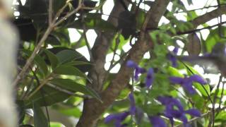 Ruby-Throated Hummingbird Feeding From Salvia Guaranitica Van Remsen