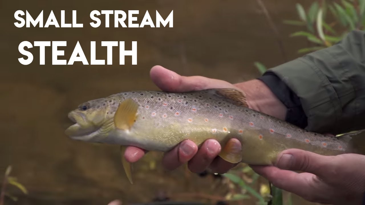 brook trout drawing Small Stream Stealth for Trout
