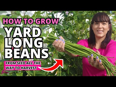 Video: Chinese Long Bean Plant Care - Odla och plocka långa bönor på gården