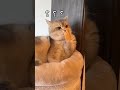 funny cat videos- cute #shorts
