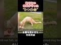 動けない母犬が守った5つの命