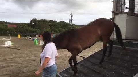 Unloading from the Horse Truck