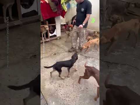 Vizinhos denunciam mulher que batia em cachorros em Curitiba