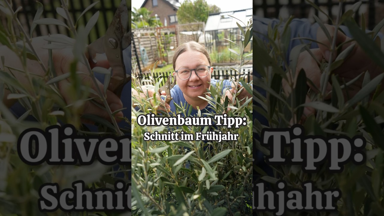 Prune your olive tree in spring for vigorous growth  - YouTube