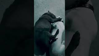 Neron y Tchalla ....... #doglover #dogo #pitbull #lovedogs