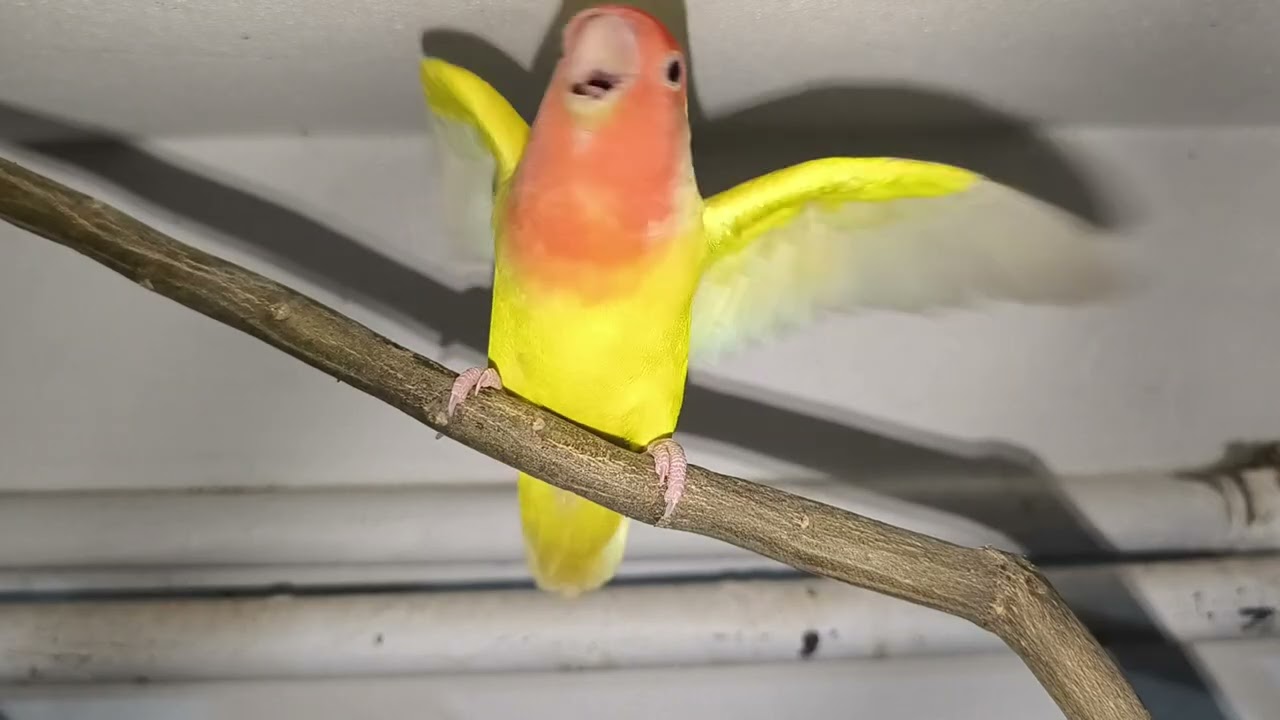 লাভবার্ড পাখির ডাক ❤️অনেক সুন্দর দেখতে ❤️#cat #cute #nature #animals #funny #cute #cutecat 