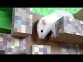 Hamster in Minecraft Cube Maze