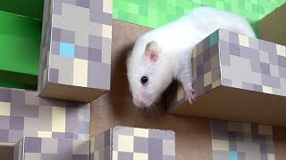 Hamster in Minecraft Cube Maze