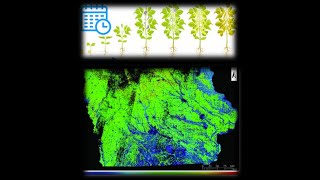 Towards near real-time crop phenology mapping using high temporal and spatial resolution imagery