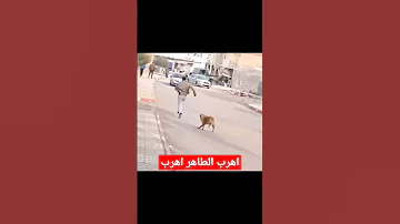 اهرب الطاهر اهرب 