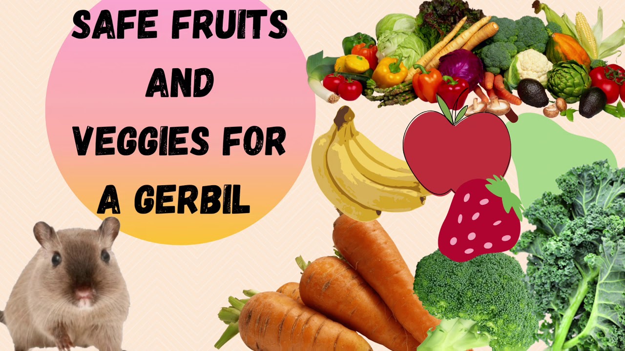 SAFE Fruits & Veggies for Gerbils || with list in the description ||
