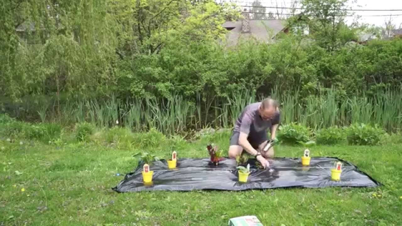 Beginners Vegetable Garden - YouTube