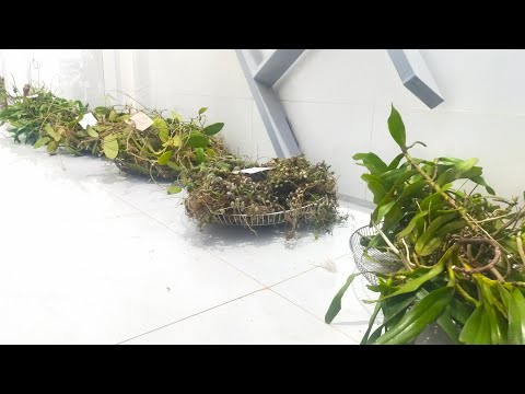 Video Lan rừng, gỗ lũa tếch ngày 1/10/2022 Bao ship Sđt... - youtube