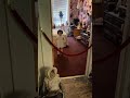KIDS,DOLLS,GHOSTS #shorts #horror #paranormal #ghost #paranormalactivity #kids #dolls #scary #creepy