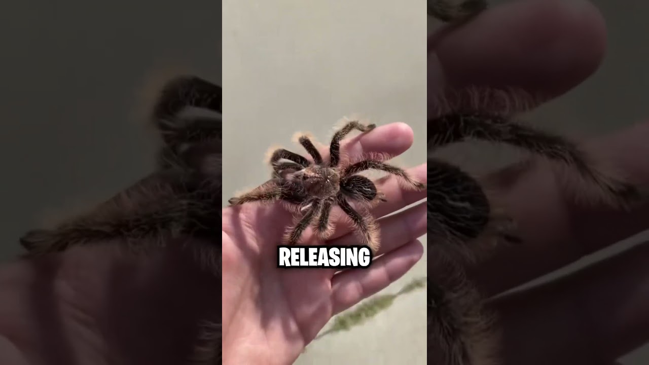 Spider In Cereal? 😱