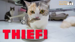 [vlog] The THIEF Cat who Steals Food I Eat! [4K]