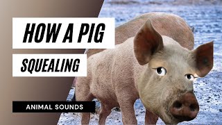Pig Squealing Sound Effect - The Animal Sounds Pig Squealing Sounds Sound Effect Animation