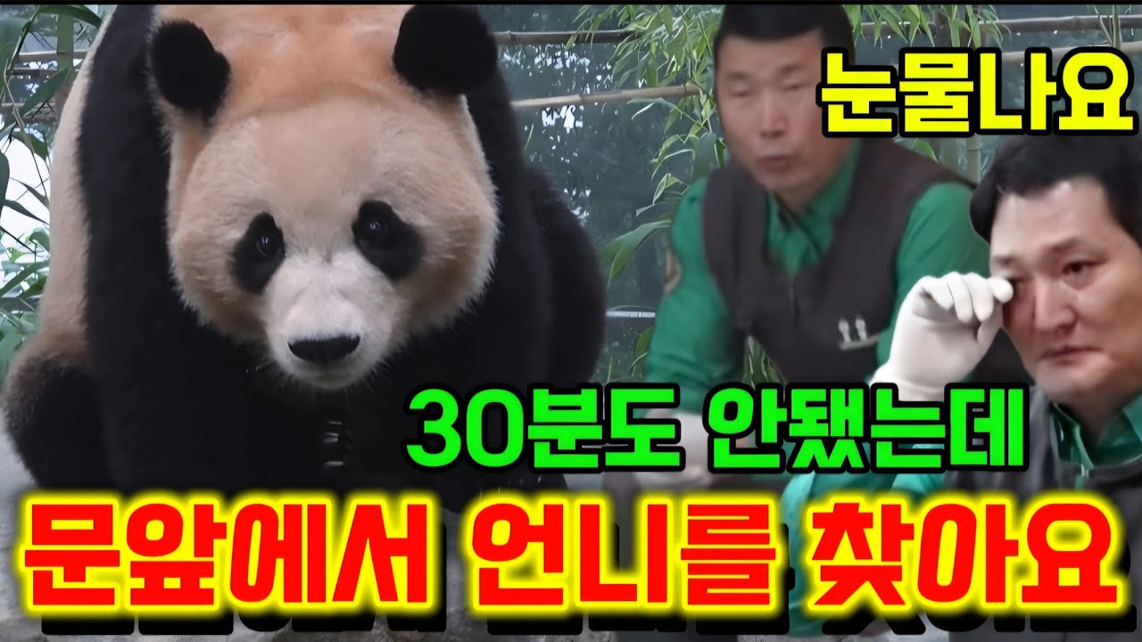 에버랜드 판다월드 💢 맙소사 30분도 안됐는데 이렇게 언니를 찾고있어요 안쓰러워 눈물나요 ㅠㅠ 😭 