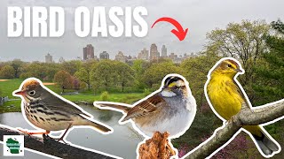 Birding Famous Central Park In New York City
