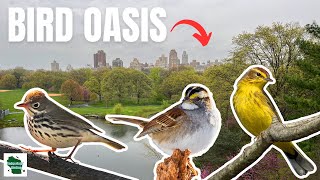 Birding FAMOUS Central Park in New York City!