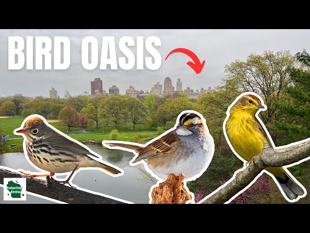 Birding FAMOUS Central Park in New York City! class=