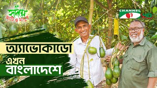 দেশে প্রথমবারের মতো অ্যাভোকাডোর বাণিজ্যিক চাষ | Shykh Seraj | Channel i |