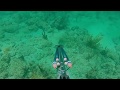 Shore dive / Spearfishing Hollywood Beach, FL