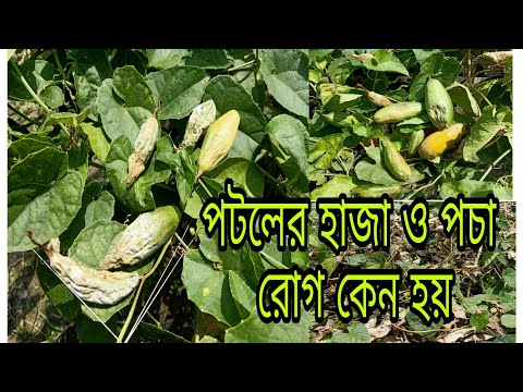 ভিডিও: কিভাবে অন্দর ফুল জল? 26 ফটো কতবার জল দিয়ে পটল গাছগুলিতে জল দিতে হয়? মালিকদের অনুপস্থিতিতে স্বয়ংক্রিয় সেচ ব্যবস্থা সম্পর্কে সব