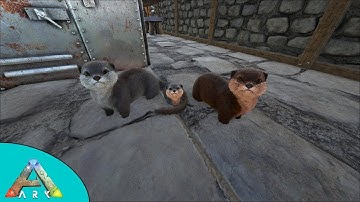 Baby Otter (SUPER CUTE) | Ark: Survival Evolved